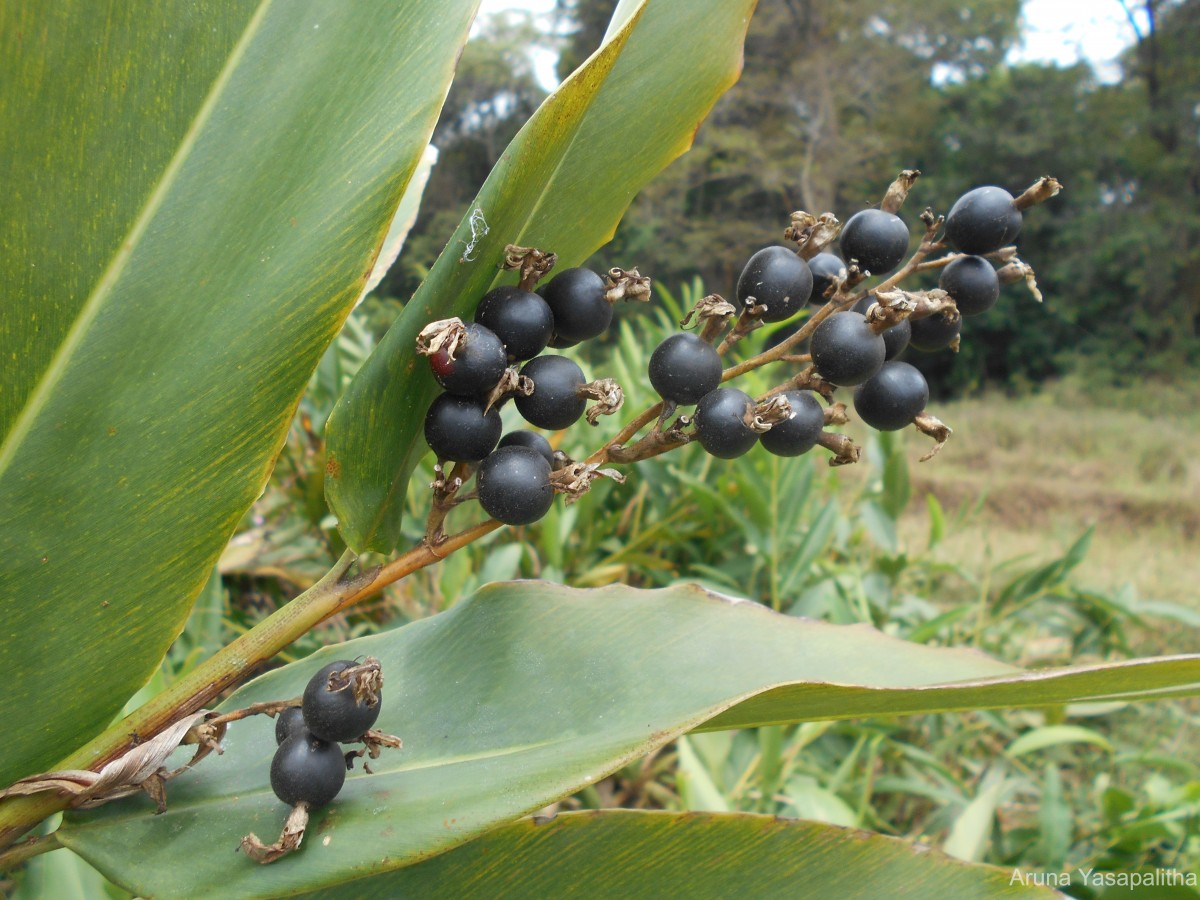 Alpinia nigra (Gaertn.) Burtt